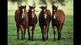 World's first gene edited horses are shaking up polo | REUTERS