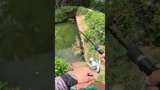 Can I Catch A Midas Cichlid #fishing #fun #jusus #fyp #viral