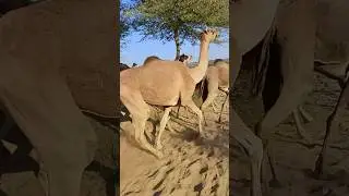 The camels ran away 🐪 #sorts #animal #vairalshort