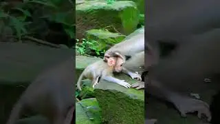 Lynx action very adorable, friendly and brave to request milk from Luna  #monkeybaby #monkeylife