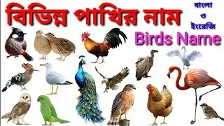 Birds Name  / বিভিন্ন পাখির নাম বাংলা ও ইংরেজিতে / Birds Name in Bengali and English