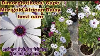 Dimorphotheca/African Daisy Flower plant care n grow tips|डिमोर्फोथेका फूल पौधे की देखभाल कैसे करें|