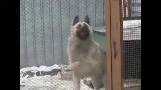 Dog dance vine
