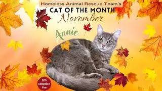 HART's November Cat of the Month - Annie!