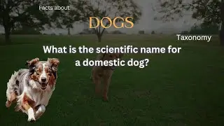 Dog Fact 55 - What is the scientific name for a domestic dog?