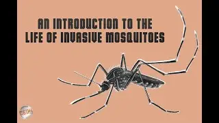 &Scaron;ta su i kako žive invazivni komarci / An introduction to the life of invasive mosquitoes.