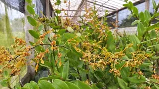 Live Sale Kebun Super Spesial Seger