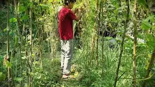 Farm Hack: Bitter Gourd Care - The Secret to Healthy Plants _FarmersLife _Shorts