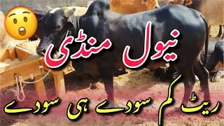 Naval Maweshi mandi update 2025 || Mash Goth mandi