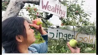 #APPLE #PICKING2020//CANADA//TORONTO #MukbangAPPLE  #WealthyApple  #gingerGoldApple