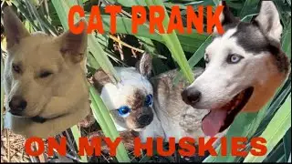 Cat Prank On My Huskies!! #dogprank #catprank #funnyhusky