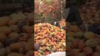 This is where your chocolate bar comes from