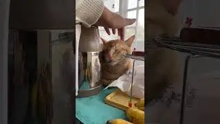 #guitar #music #travel #cat #anmals #pet #cutepet #kitten #beach #cover