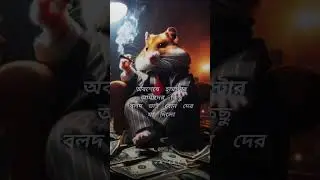 Hamster combat special gift🙂 ❤️🥀