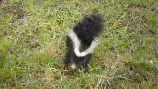 el zorrilho (Conepatus chinga)...