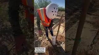 Injertando pistachos #california #agriculture #farming
