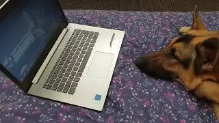 German Shepherd (Willow) Watching the Film Rex/Megan Leavey