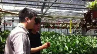 BJTV Vol.19  Araki Ornamental Plants in Aichi, Japan with buyer from Hong Kong