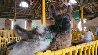 The Great New York State Fair 2023 day 1
