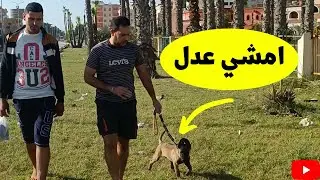 جربت اعلمه يمشي جنبي /تدريب الكلب علي المشي جنبك بكل سهوله مع كابتن شريف شحاته
