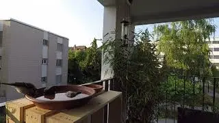 Kohlmeise trinkt und Spatzen am Futterturm