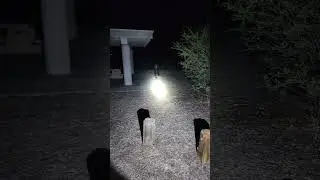 Skunk getting into the trash