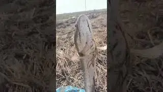 បបក់ត្រីរ៉ស់ 2026 Fishing trip spinning rod 🌿