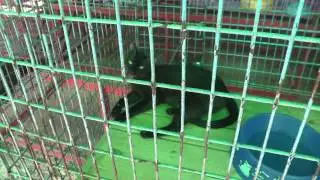 Ban Maeo Thai Boran, Siamese Cat House, Samut Songkhram, Thailand