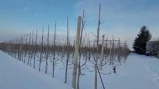 ❄️ Winter orchard &ndash; silence that builds the harvest # 3 orchard announcement of January 13, 2026