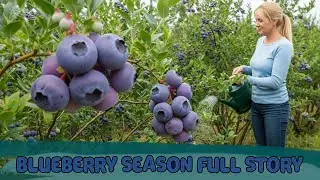 Blueberry Orchard Diary Buds, Blossoms, Berries, and Harvest Day