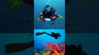 Scuba Diving & Dental Health #dentalstudent  #bds #science #bds