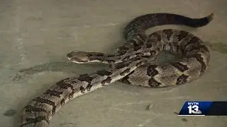 Rattlesnakes captured in Pinson