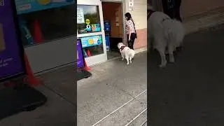Great Pyrenees service dog public access test