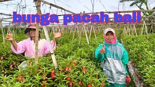 panen bunga pacah super lebat #pertanian #bungapacah #petanibali