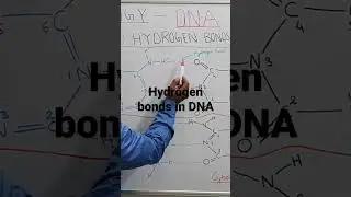 BIOLOGY BIOTECHNOLOGY  HYDROGEN BONDS- STABILITY OF DOUBLE STRANDED DNA
