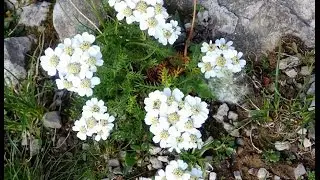 Alpenblumen - Alpin Flowers of Austria