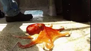 angry octopus