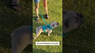🌷 Join the CALIDOG Community! #calidog