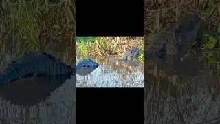 Bellowing Alligator: Mating Call. #animal #animalvideos #wildbirdlife #alligator