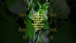 Daun Herbal Kirinyuh #daunherbal #tanaman #kirinyuh