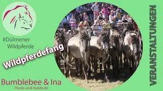 Wildpferdefang 2017 - FOHLEN STURZ