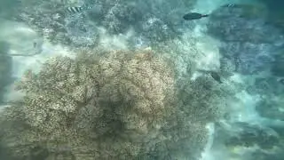 B&eacute; g&aacute;i lặn ngắm san h&ocirc;, c&aacute; biển ở H&ograve;n Mun, Nha Trang 