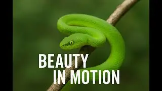 🌿 The Elegance of a Green Snake | Nature&rsquo;s Living Art 🐍