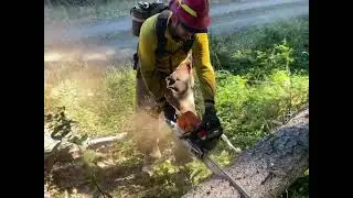 Cutting a big pine tree 
