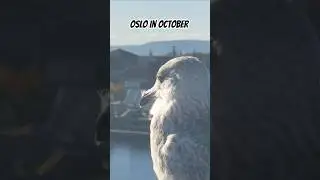 Sunny and warm Oslo in October 🌞😱😃 #oslo #norway #seagull #norge #shorts #october #birds #realsound
