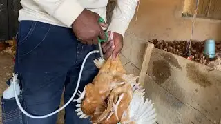 SALMONELLA VACCINE (Fowl Typhoid)