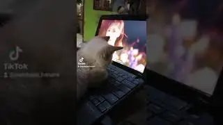 My cat is so obsessed with Mv BON VOYAGE😭✨