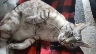 Irresistibly Cute Cat Rolls Over and Shows Her Belly