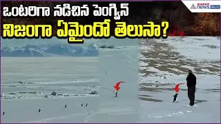 The Lonely Penguin: Why This Viral Antarctica Video Feels So Personal | Viral | Asianet News Telugu