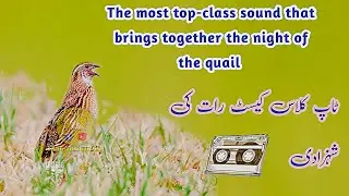  𝐁𝐚𝐭𝐞𝐫 𝐤𝐢 𝐀𝐰𝐚𝐚𝐳,Quails Call night taim, top class sound new 2025,Batair ki awaz,